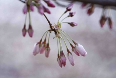桜２.jpg