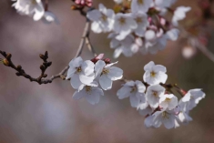 桜4.jpg