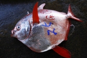 銚子1.jpg