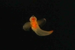 鳥羽水族館12.jpg